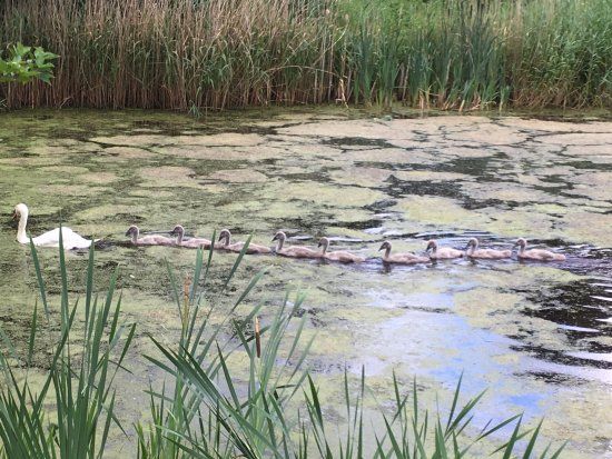 The Boardwalks Local Nature Reserve